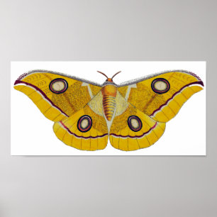 Vintage Moth Poster