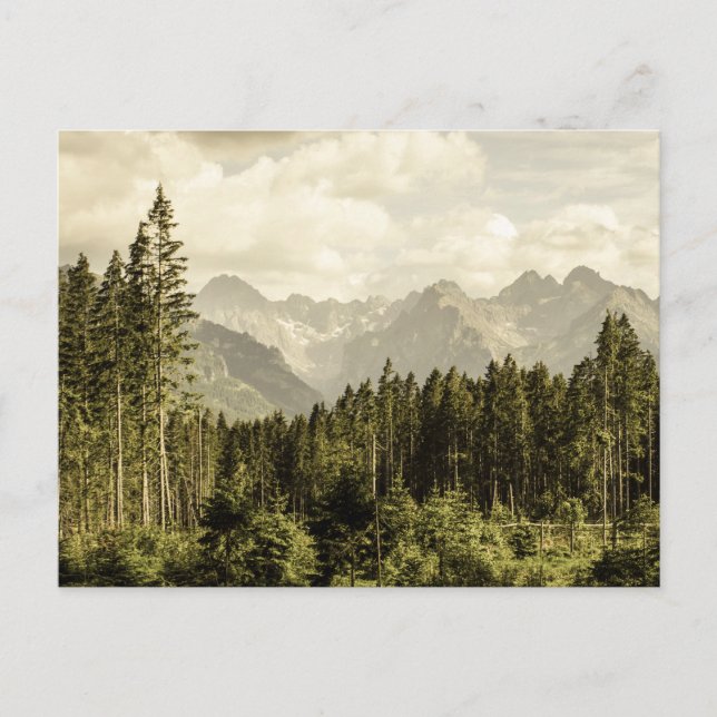 Vintage Mountain forest landscape  Postcard (Front)