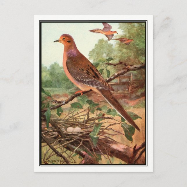 Vintage Mourning Dove - Robert Bruce Horsfall Postcard (Front)