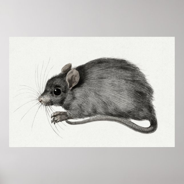 Vintage Mouse Illustration Poster (Front)