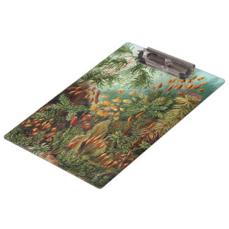 Vintage Muscinae, Moss Plants by Ernst Haeckel Clipboard