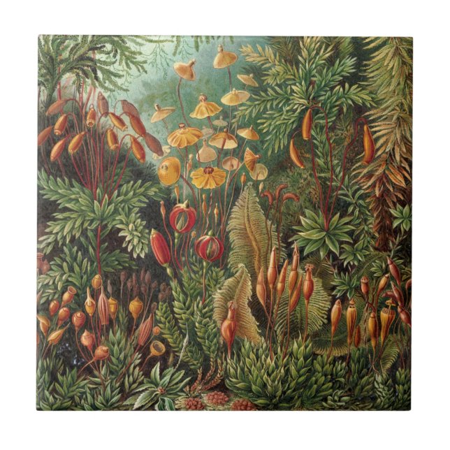 Vintage Muscinae, Moss Plants by Ernst Haeckel Tile (Front)