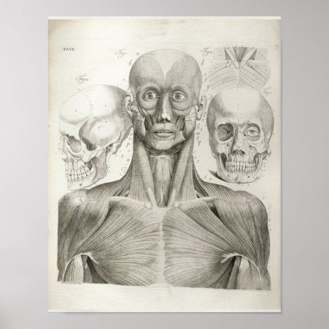 Vintage Muscles Skull Anatomy Print 1716 (Front)