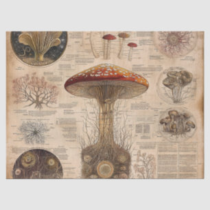 Vintage Mushroom Botanical Chart (2) Tissue Paper