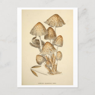 Vintage Mushroom Botanical Illustration Postcard