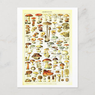 Vintage Mushroom Botanical Illustration Postcard