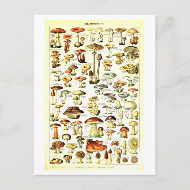 Vintage Mushroom Botanical Illustration Postcard (Front)
