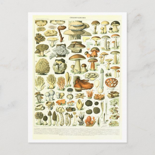 Vintage Mushroom Botanical Illustration Postcard (Front)