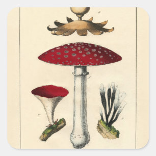 Vintage Mushroom Botanical Print Square Sticker