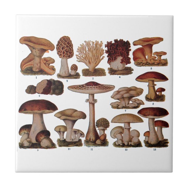 Vintage Mushroom Family Botanical Print Tile (Front)
