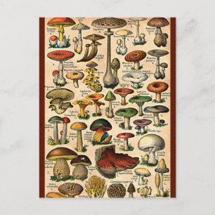 Vintage Mushroom Guide Postcard