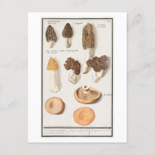 Vintage Mushroom Illustration Postcard
