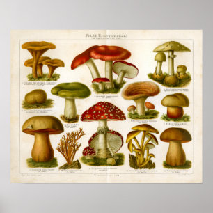 Vintage Mushroom Pilze Variety Red Green Print