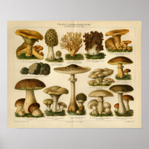 Vintage Mushroom Pilze Variety Yellow Brown Print