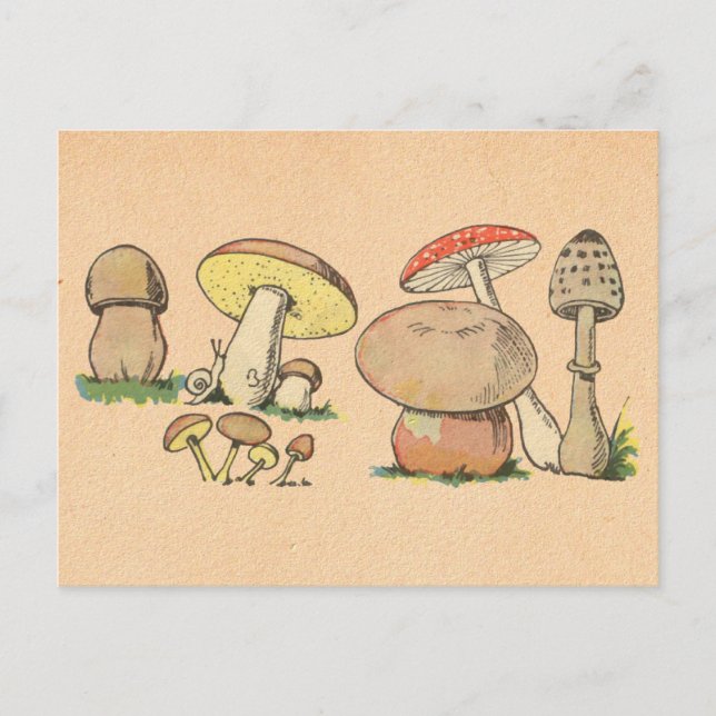Vintage Mushroom Print Postcard (Front)