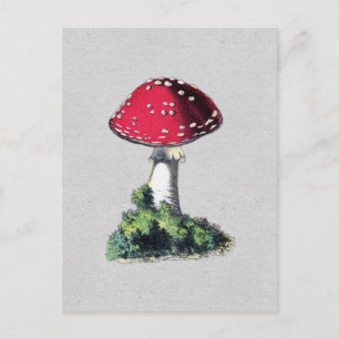 Vintage Mushroom Print Postcard
