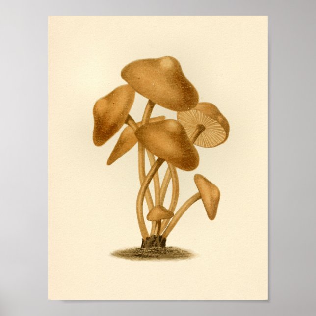Vintage Mushrooms 1861 Art Print Brown (Front)