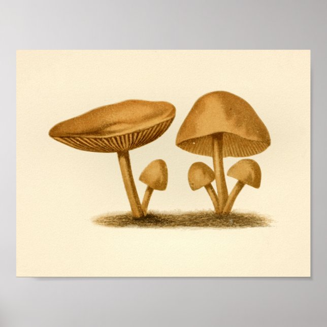 Vintage Mushrooms 1861 Art Print Yellow (Front)