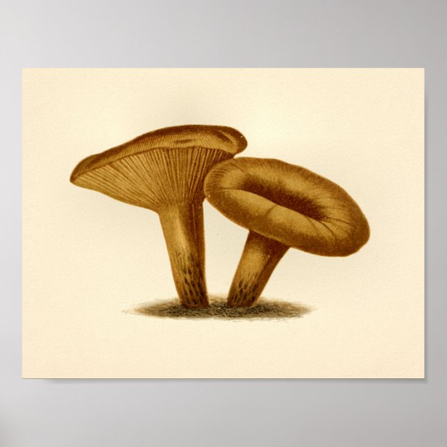 Vintage Mushrooms 1861 Art Print Yellow Cap (Front)