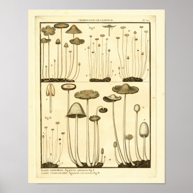 Vintage Mushrooms Brown White French Art Print (Front)