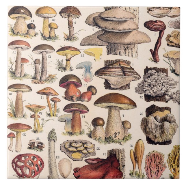 Vintage Mushrooms By Adolphe Millot Tile (Front)