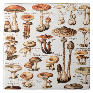 Vintage Mushrooms By Adolphe Millot  Tile
