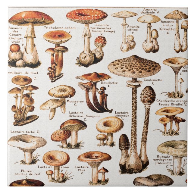 Vintage Mushrooms By Adolphe Millot  Tile (Front)