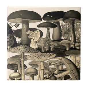 Vintage mushrooms drawing tile