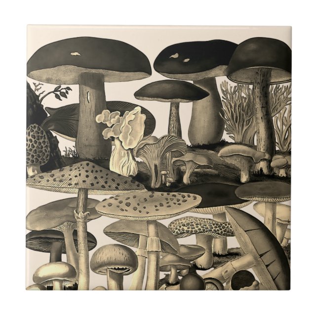Vintage mushrooms drawing tile (Front)