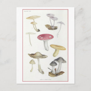 Vintage Mushrooms of the Beech Woods Illustration Postcard