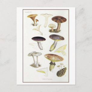 Vintage Mushrooms of the Fir Woods Illustration Postcard