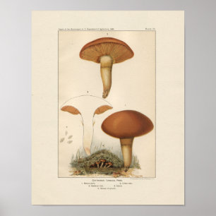 Vintage Mushrooms Print