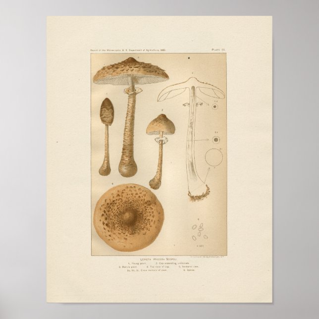 Vintage Mushrooms Print (Front)