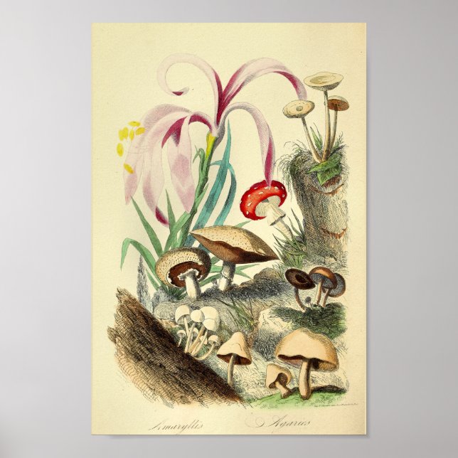 Vintage Mushrooms Varieties Art Print Red White (Front)