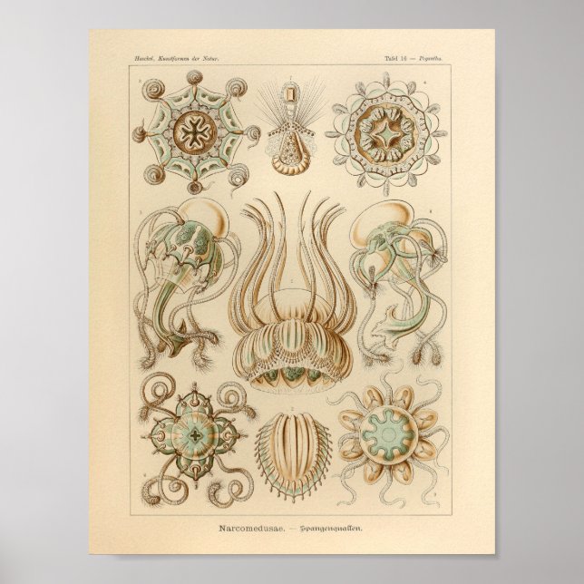 Vintage Narcomedusae Colour Ernst Haeckel Print (Front)