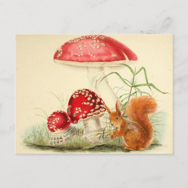 Vintage Nature Illustration - Squirrel, Mushrooms  Postcard (Front)