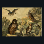 Vintage Nature's Wonders Owls in Forest Art Deco Poster<br><div class="desc">Image was from German Children’s Encyclopaedia Bird Book Circa 1878. A perfect wall art home decor piece for Fall Season or owls lovers! This art piece would look great when framed in the home, office, bar, cafe, pub or restaurant! Please customise the poster size, texture, border and/or frame to suit...</div>
