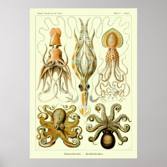 Vintage Nautical Octopus by Ernst Haeckel Poster (Front)