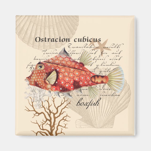 Vintage Nautical Orange Boxfish Illustration Magnet (Front)