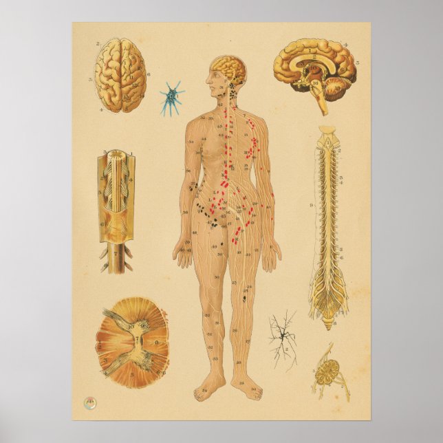 Vintage Nervous System Human Anatomy Medical Chart (Front)