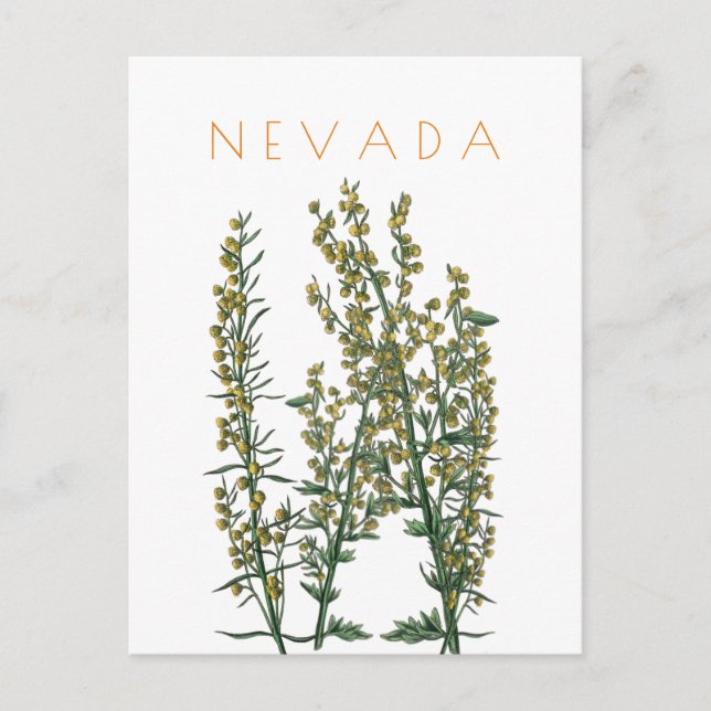 Vintage Nevada state flower travel mid century Postcard (Front)