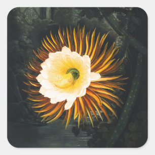 Vintage Night-Blowing Cereus Gothic Art Square Sticker