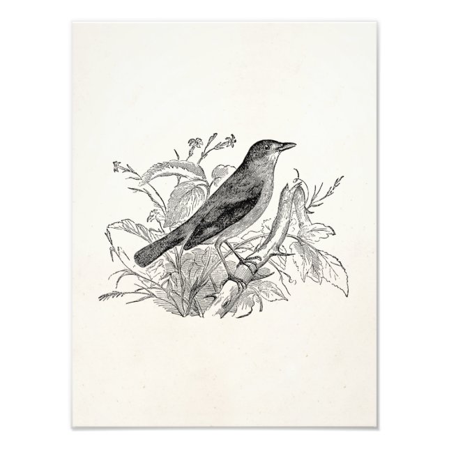 Vintage Nightingale Bird Personalised Retro Birds Photo Print (Front)