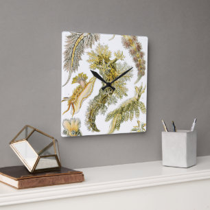 Vintage Nudibranchia, Sea Slugs by Ernst Haeckel Square Wall Clock