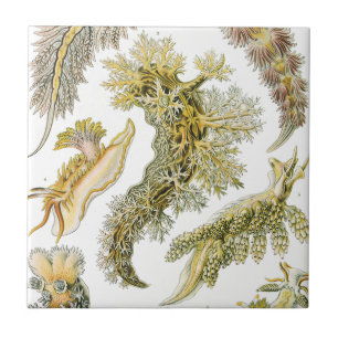 Vintage Nudibranchia, Sea Slugs by Ernst Haeckel Tile