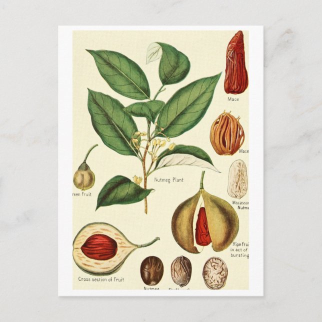 Vintage nutmeg illustration postcard recipe card (Front)
