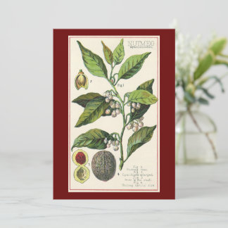 Vintage Nutmeg Plant Fruit Seeds, Food Herbs Spice
