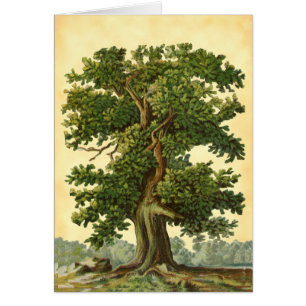 Vintage Oak Tree Faux Parchment Blank Art Card
