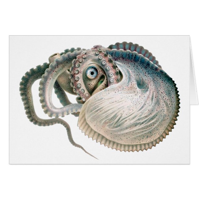 Vintage Octopus Argonaut, Marine Life Animals (Front Horizontal)