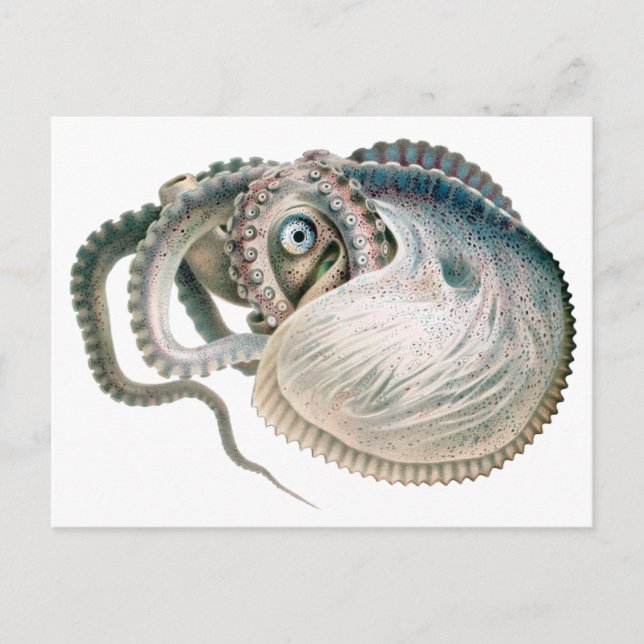 Vintage Octopus Argonaut, Marine Life Animals Postcard (Front)